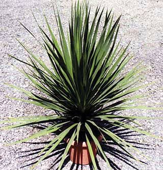 Cordyline australis
